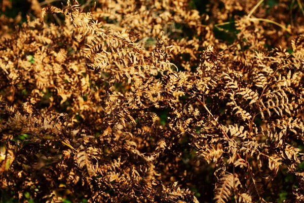 Dry fern. Dried fern leaves in the sun. Natural background. Autumn\'s gold leaves of a fern. Macro. Close up.