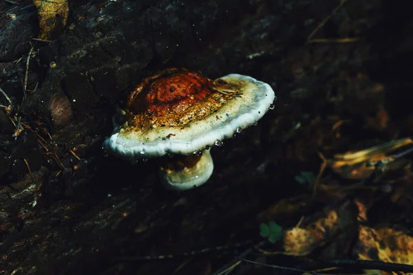 Toadstool mushrooms on a stump. Forest mushroom grebe in the autumn forest. Toadstools close-up. Natural background.