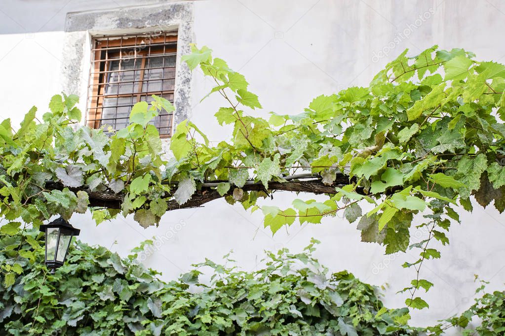 green grape plant under the window