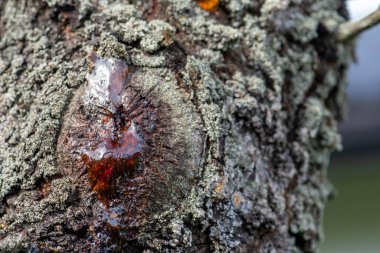 Ağaç gövdesinden akan reçinenin yakın görüntüsü. Kanayan ağaç. Hasarlı ağaç kabuğuna odaklan.