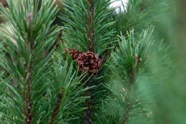 Ormandaki vahşi doğada bir çam ağacının açık çam kozalağı üzerine seçici bir odaklanma. Güzel doğa arka planı, kopyalama alanı. Metin için boşluk.