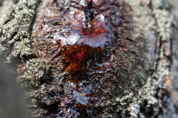 Closeup View Resin Flowing Tree Trunk Bleeding Tree Selective Focus — Stock Photo, Image