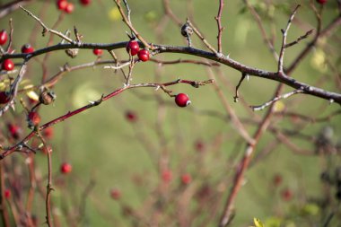 Doğada gül kalça dalları. Sonbaharda yaban gülü çalısı yakın plan. Yabani gülün kırmızı meyvesi (Rosa canina).