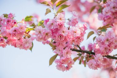 Güneşte çiçek açan Sakura çiçekleri ile şube