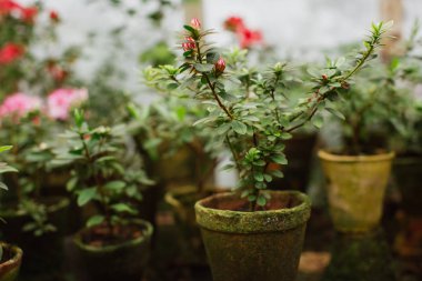 Büyüyen çiçek ile Pot.