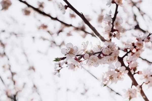 Branch with blossoming apricot flowers in the sun — Stock Photo, Image