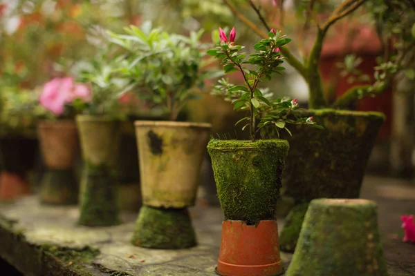 Büyüyen çiçek ile Pot.