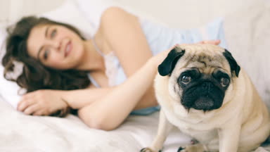 Yatakta yound kadınla köpek. Video görüntüleri. Rahat sabah anlar