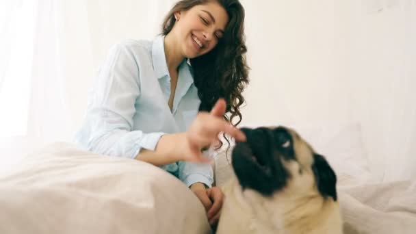 Jugando con el perro mascota en la cama de la mujer joven material de archivo de vídeo. Acogedora habitación con luz natural — Vídeos de Stock