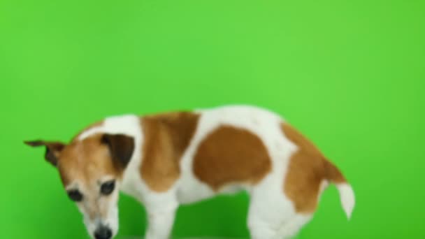 Ein aktiver kleiner Hund kommt zum Rahmen und geht dann. Videoaufnahmen. grün chroma Schlüssel Hintergrund. schöner weißer Jack Russell Terrier Hund. — Stockvideo