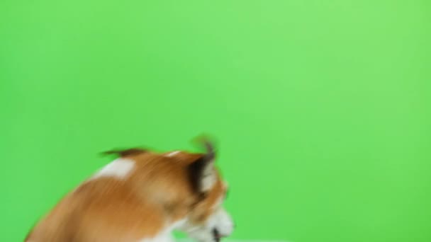 Retrato ativo do cão energético. vem e vai duas vezes. A lamber. Vídeo. Fundo verde da chave do croma. Bonito cão Jack Russell terrier branco . — Vídeo de Stock