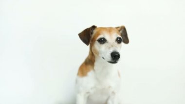 köpek beyaz arka plan yalamak, esneme, gülümseme. Video görüntüleri