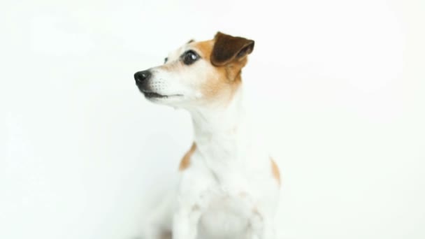 Dog white background looks closely at sides licking. . Video footage — Stock Video