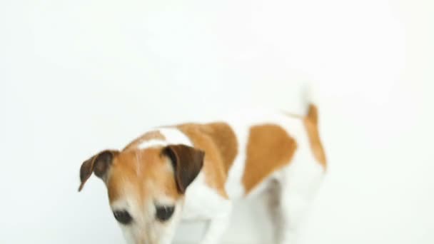 chien fond blanc sauter, aller, venir du cadre. Souriez et léchez. J'attends à manger. Images vidéo 