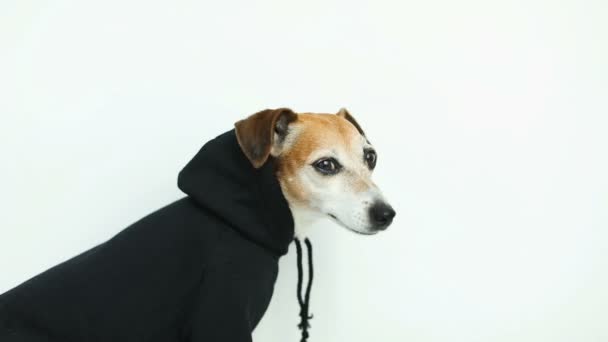Cão Bonito Jack Russell Terrier Preto Com Capuz Vista Lado — Vídeo de Stock