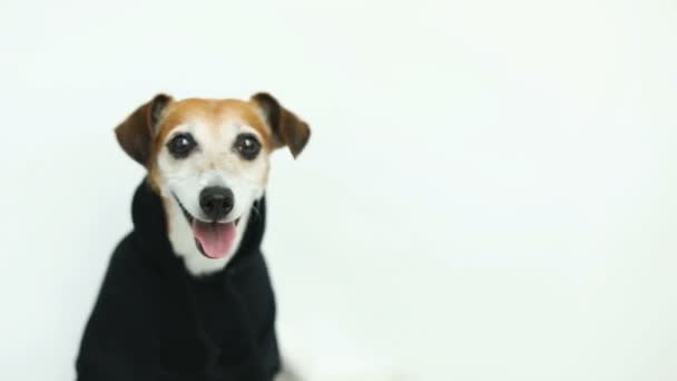 Adorable perrito blanco con capucha negra. Ropa de perro. Sonriendo y mirando a Cam. Imágenes de vídeo . — Vídeo de stock