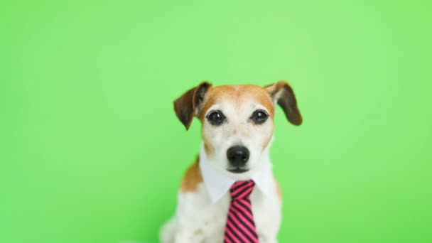 Ładny zabawny pies Jack Russell terrier poważne skoncentrowany w kagańcu. Lizanie. Zielony chroma key tła. Materiały wideo. — Wideo stockowe