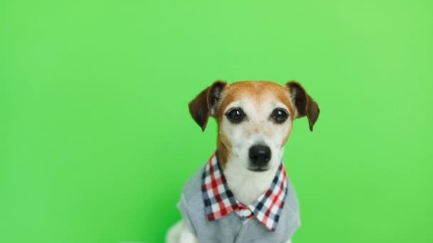 Schattig schattige hond in kleding, op zoek naar de cam glimlachen en na het verlaten van het frame. Groene chroma key achtergrond. Videobeelden. — Stockvideo