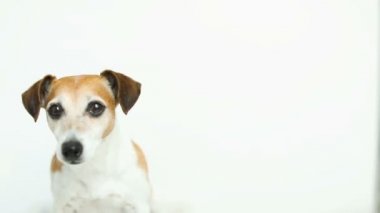 Beyaz arka plan üzerinde sevimli beyaz köpek. esneme, gülümseyen. Video görüntüleri