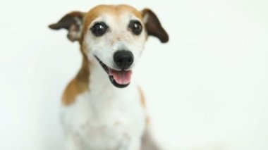 Köpek portre kadar kapatın. Beyaz arka plan. Video görüntüleri. Gülümseyen kriko Rusya korkunç