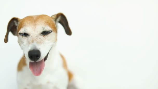 Feche o retrato do cão. Fundo branco. Imagens de vídeo — Vídeo de Stock