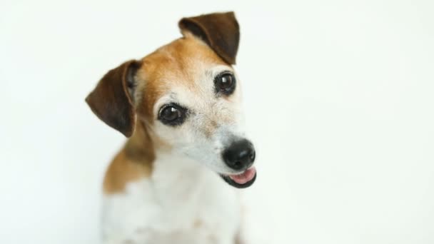 zvědavý funny bílý pes Jack Russell teriér. Zavřete portrét. Bílé pozadí. Video záznam