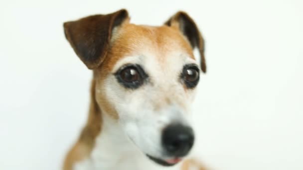 Τα μάτια του αξιολάτρευτο χαριτωμένο σκυλί. περίεργος κατοικίδιο ζώο muzle. Λευκό φόντο. Πλάνα βίντεο — Αρχείο Βίντεο