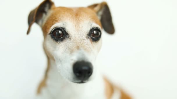 Закрыть видео-портрет маленького милого пса Джека Рассела-терьера. Умные красивые глаза. Видеоматериалы — стоковое видео