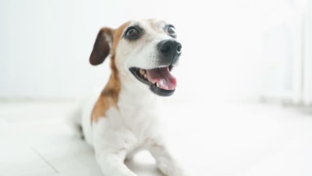 Cão deitado no chão respirando pesadamente e sorrindo Cansado Descanso após o jogo. Imagens de vídeo — Vídeo de Stock