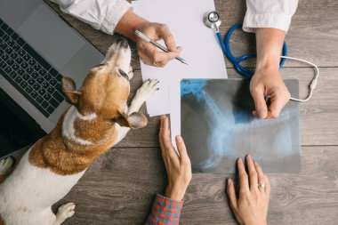 Jack Russell terrier köpek ile ziyaret veteriner. Doktorlar Danışma üst. X-ışını Danışma
