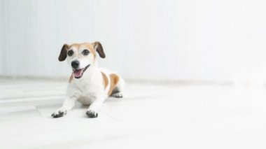 Beyaz köpek yere yatıyor sonra daha yakın geliyor ve geri döndürür. Video görüntüleri