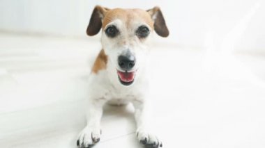 Flore üzerinde yalan ve gülümseyen rahat mutlu beyaz köpek. Video görüntüleri