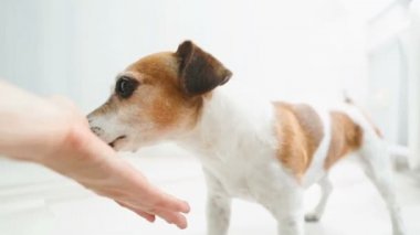 Köpek pwners el yalıyor. Beyaz arka plan. Video görüntüleri