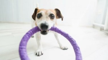 Çiğneme ve oyuncak çekerek köpek. Video görüntüleri