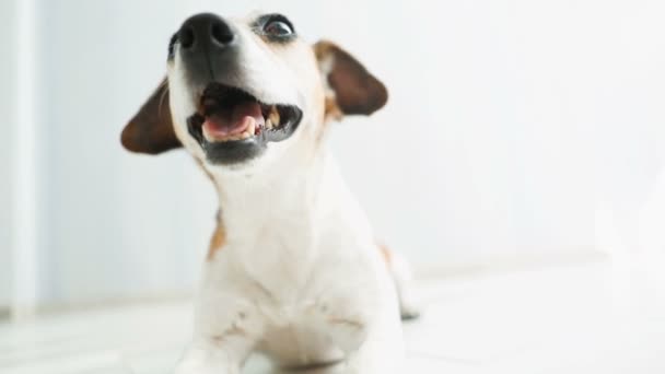 Boca abierta de un perro. respiración frecuente. Imágenes de vídeo — Vídeo de stock