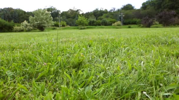 Actieve hond, Jack Russell Terriër rood Bandana spelen met tennisbal op het groene gras. Video-opnames. Gelukkig lachend huisdier. — Stockvideo