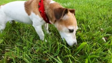 Köpek çim otside yürüyüş sırasında yeme kırmızı fular. Video görüntüleri
