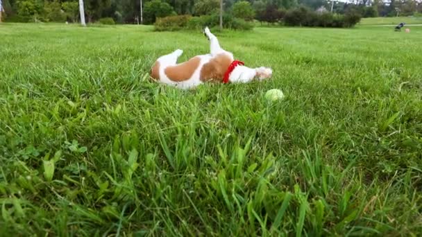 Cão bonito brincando por aí rastejando na grama. Animal de estimação brincalhão. Imagens de vídeo. Feliz tempo lá fora — Vídeo de Stock