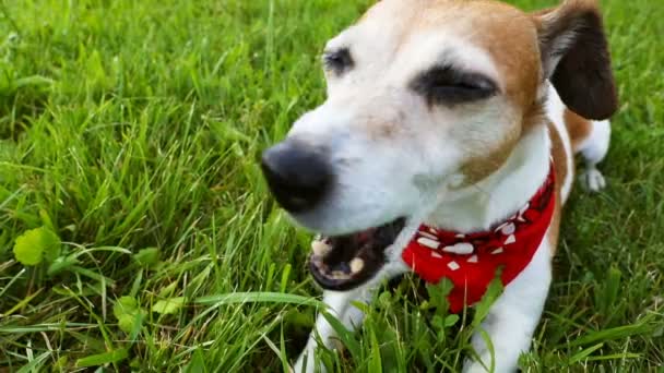 El perro se encuentra en la hierba descansando después de un juego activo. Cansado de respirar con la boca abierta. Imágenes de vídeo — Vídeo de stock