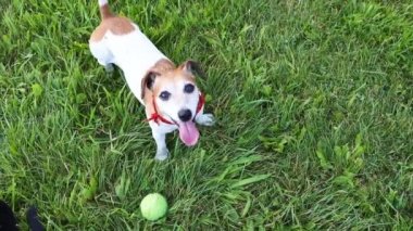Kırmızı fular topu oyun bekliyorum şirin küçük köpek. Davet ve kuyruk sallama seyir. Yeşil çim açık arka plan. Evde beslenen hayvan Video görüntüleri yukarıdan baktı