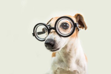 Akıllı köpek jack russell terrier gözlük. Sevimli inek evde beslenen hayvan. geri okul tema için