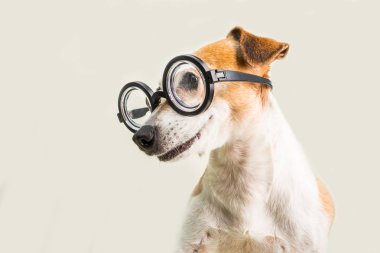 Komik köpek gözlük lookoing tarafa akıllı. Geri okul tema için iyi eğitimli