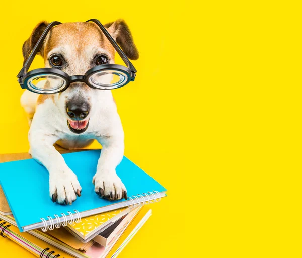 Felice sorridente torna a scuola cane su sfondo giallo — Foto Stock