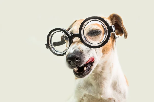 Adorabile sospetto astutamente ammiccante occhio cane in occhiali. Prendere in giro. Ritorno a scuola divertente cane museruola. Fondo grigio — Foto Stock