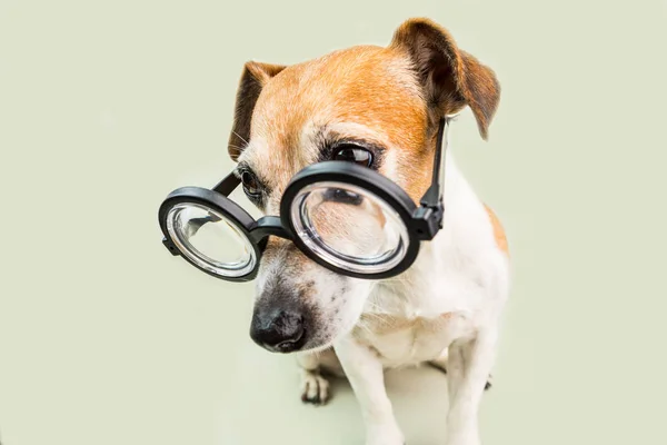 Cão de óculos. filhote de cachorro estilo nerd engraçado. voltar ao tema da escola . — Fotografia de Stock