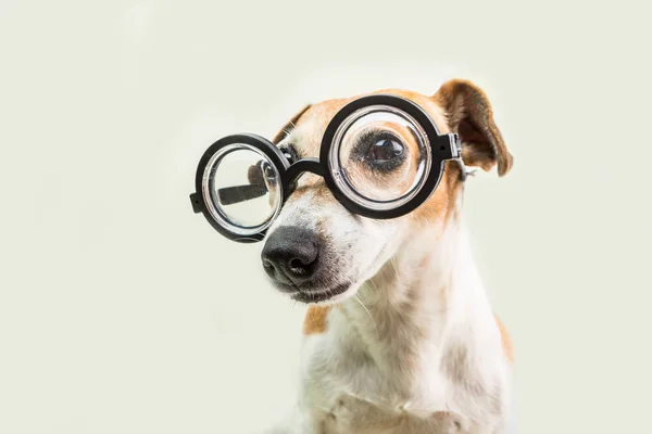 Inteligente lindo perro jack russell terrier en gafas. preciosa mascota nerd. tema de regreso a la escuela —  Fotos de Stock