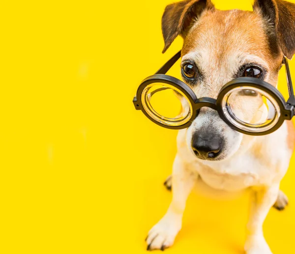Adorable perro divertido en gafas. Fondo amarillo. De vuelta a la escuela. composición cuadrada — Foto de Stock