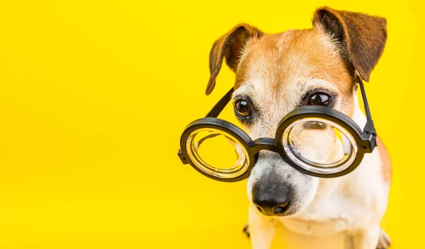 Cão inteligente em óculos no backgeound amarelo. Bandeira horizontal. Voltar ao tema da escola . — Fotografia de Stock