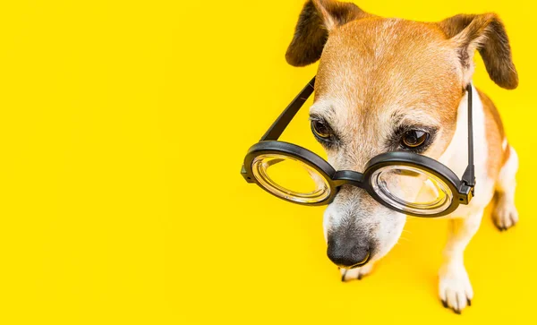 Chien en lunettes sur fond jaune. concentré, sérieux, offensé, regardant en bas. Bannière horizontale — Photo