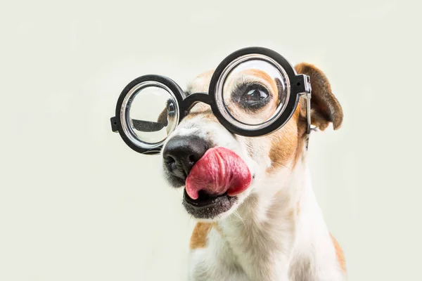 Lizanie Nerd Zabawny Pies Kaganiec Okrągłe Okulary Zamknij Się Portret — Zdjęcie stockowe